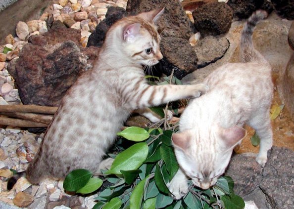 Bengal Cats - Snow and friend