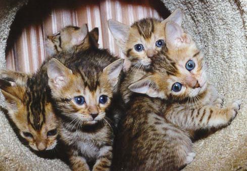 Bengal Kittens