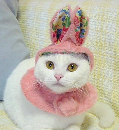 Funny photo of cat wearing a hat